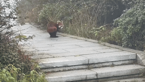 顺配网 游客峨眉山偶遇“顺拐”小熊猫：一步一蹦的太可爱了